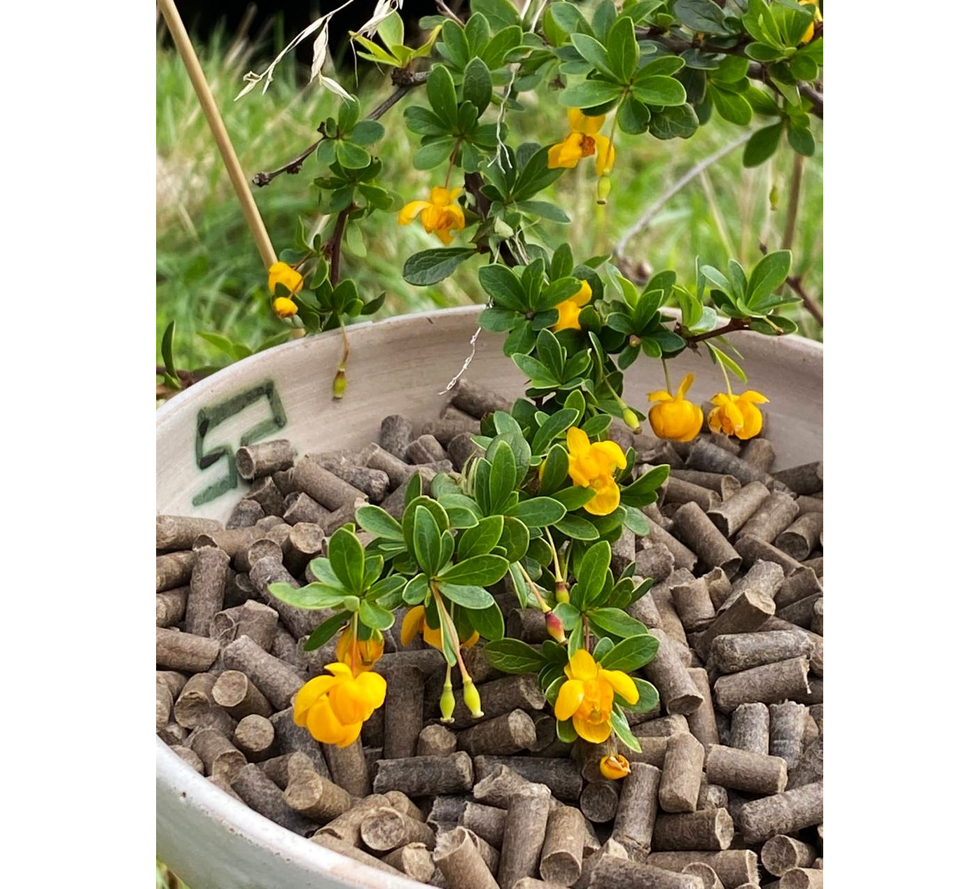 BIOLANA - Pellets de lana de oveja para uso en plantas - 4kg