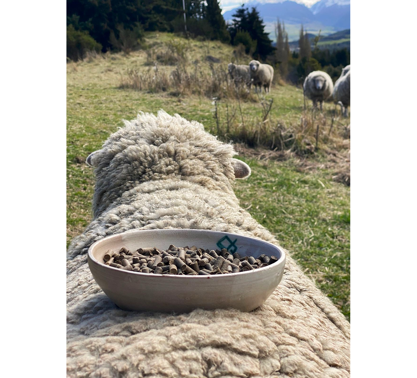 BIOLANA - Pellets de lana de oveja para uso en plantas - 4kg