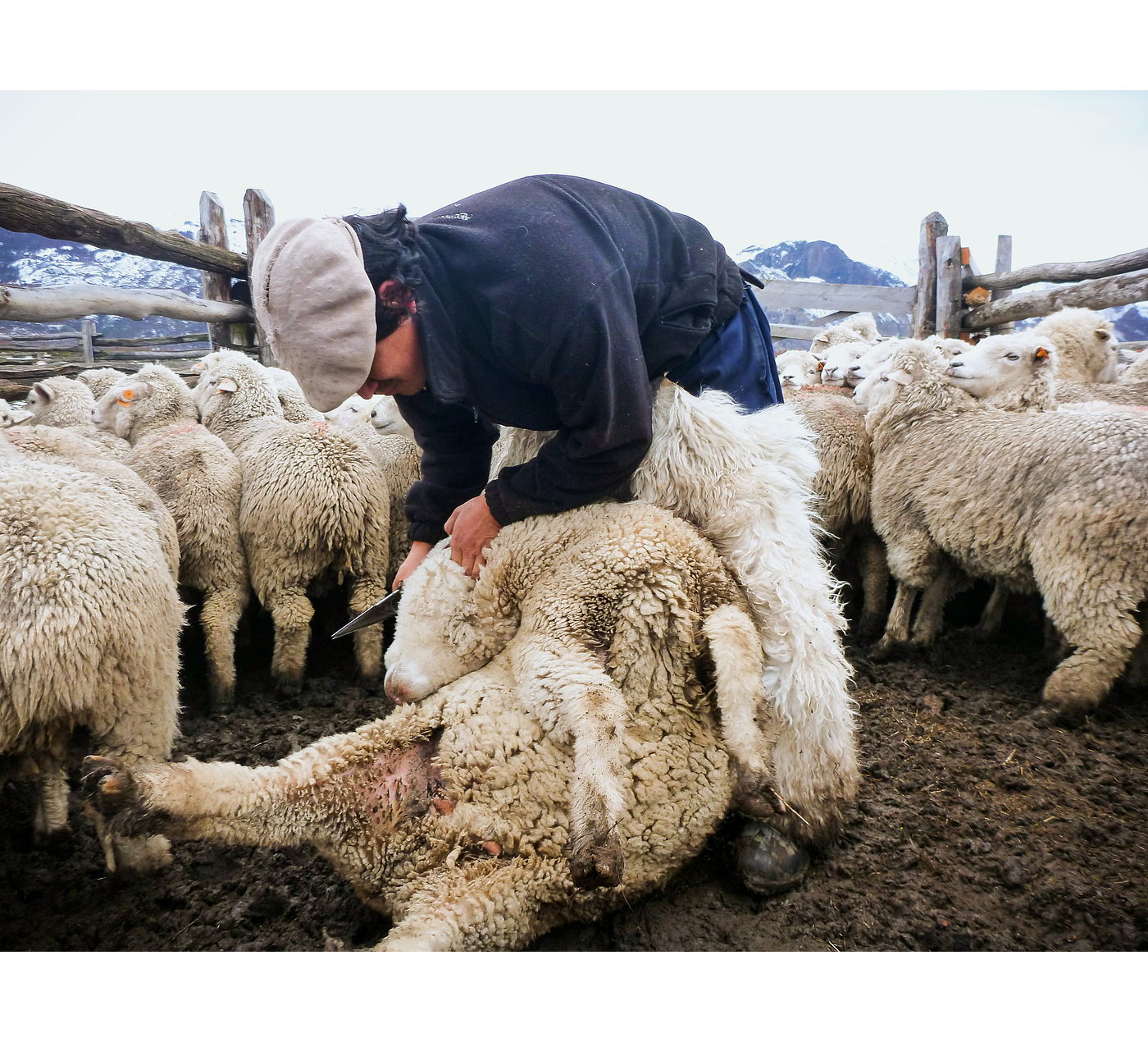 BIOLANA - Pellets de lana de oveja para uso en plantas - 250grs