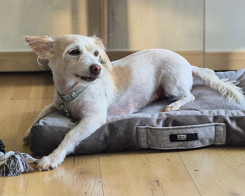 Cama rectangular para mascotas S - Gris - Lana natural de oveja Corriedale - Certified Wildlife Friendly®