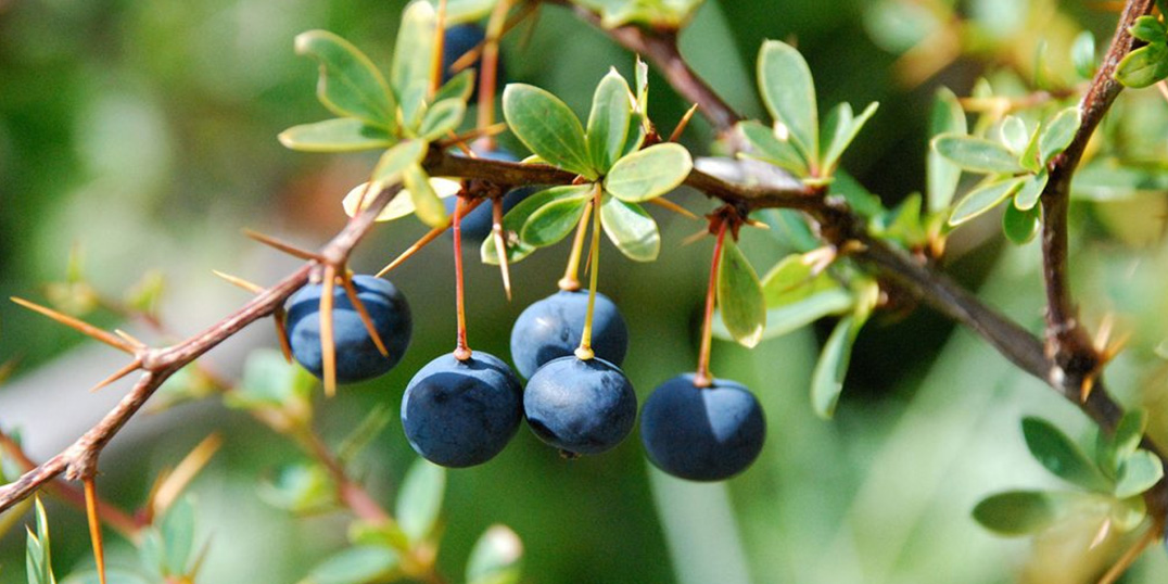 Calafate: el tesoro nativo de la Patagonia chilena