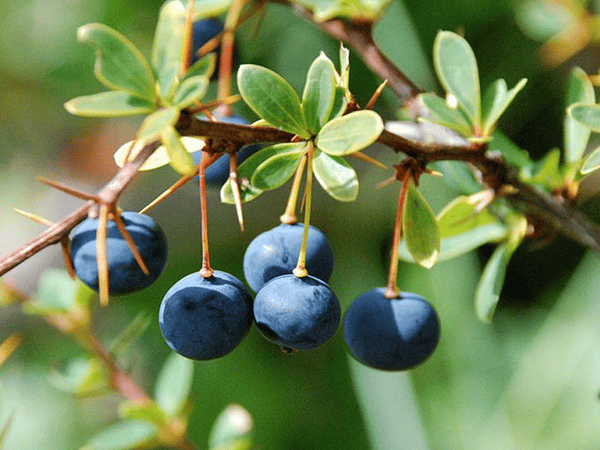 Calafate: el tesoro nativo de la Patagonia chilena