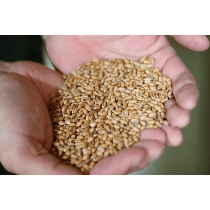 Tokiarubeshi soy sauce (molho de soja orgânico) 2