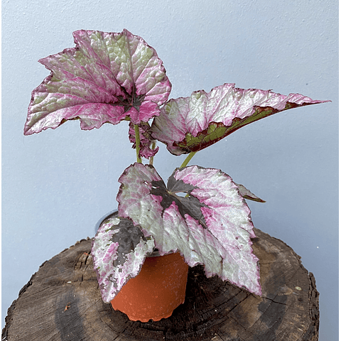 Begonia Rex Fucsia