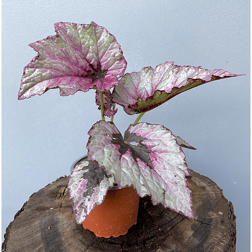 Begonia Rex Fucsia