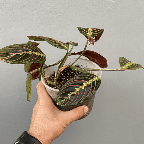 Maranta leuconeura