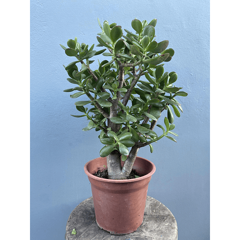 Arbol de jade (Crassula ovata)