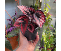 Begonia rex roja y negra 