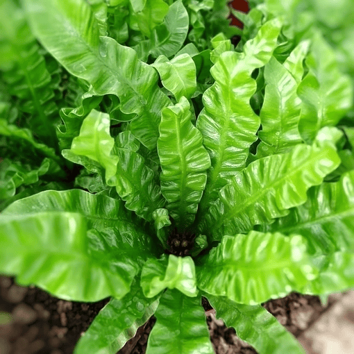 Helecho Asplenium "Crispy Wave"