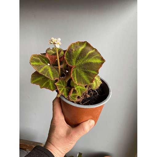 Begonia "piel de sapo"