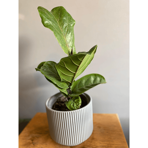 Fycus lyrata bambino 