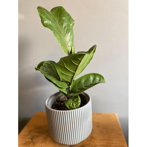 Fycus lyrata bambino 