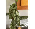 Calathea Ctenanthe setosa tamaño XL (60-70cm. aprox.)