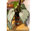 Begonia rex plateada