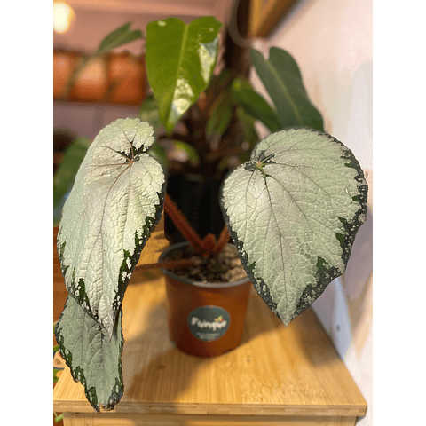 Begonia rex plateada
