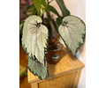 Begonia rex plateada
