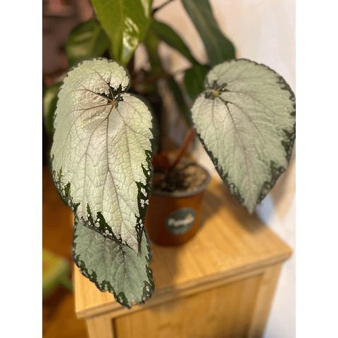 Begonia rex plateada