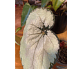 Begonia rex plateada