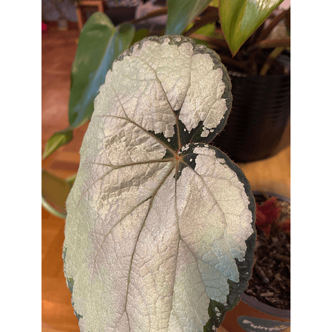 Begonia rex plateada