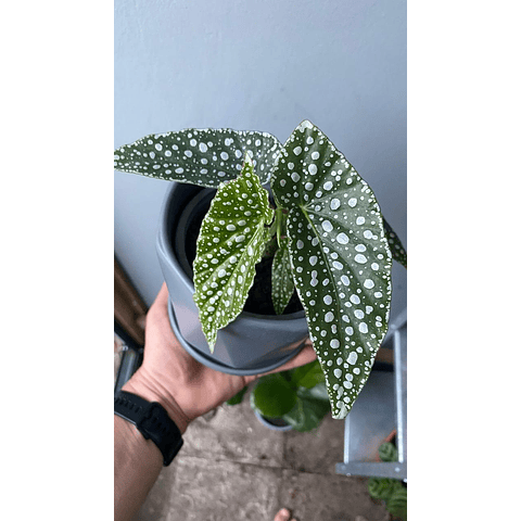 Begonia White Ice