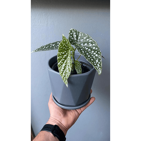 Begonia White Ice