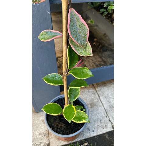 Clepia variegada - Hoya "Krimson Queen"