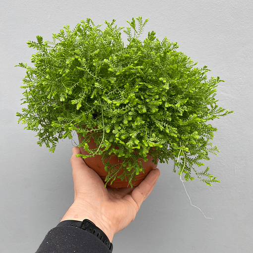 Selaginella Martensii