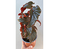 Begonia Black Magic