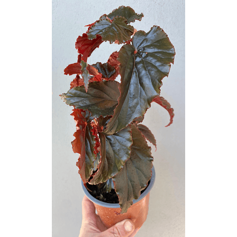 Begonia Black Magic