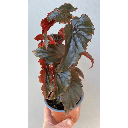 Begonia Black Magic