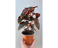 Begonia Black Magic