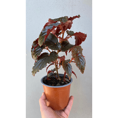 Begonia Black Magic