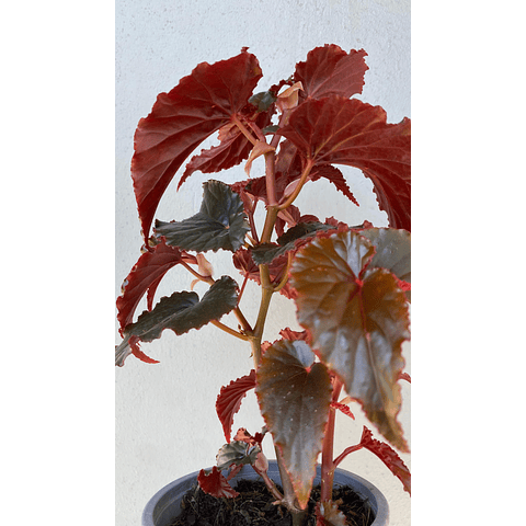 Begonia Black Magic