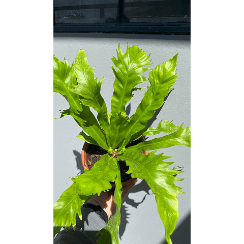 Asplenium nidus venus