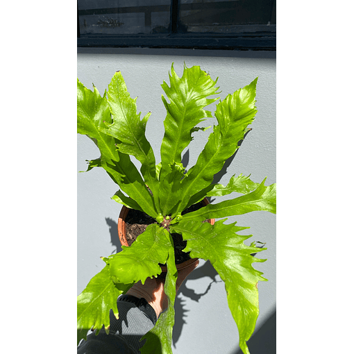 Asplenium nidus venus