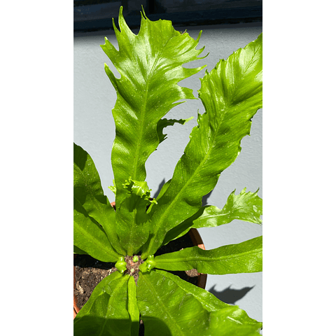 Asplenium nidus venus