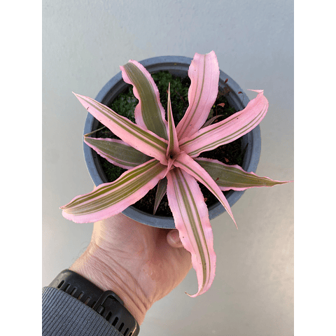 Cryptanthus pink