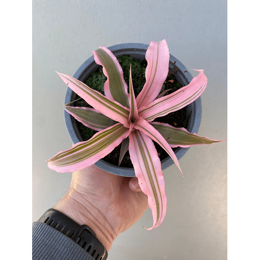 Cryptanthus pink