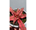 Cryptanthus red