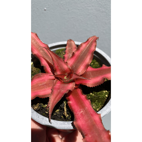 Cryptanthus red