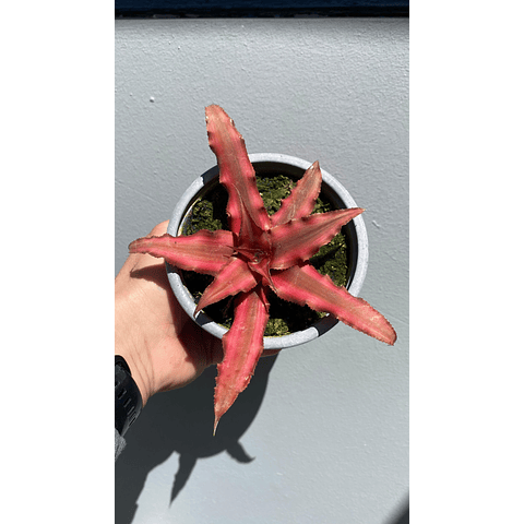 Cryptanthus red