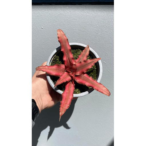 Cryptanthus red