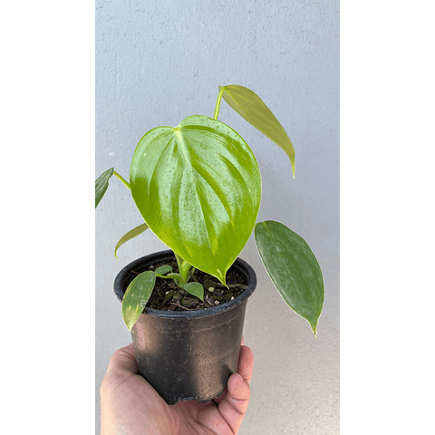 Philodendro pittieri