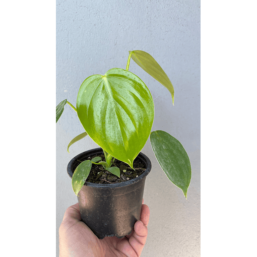 Philodendro pittieri