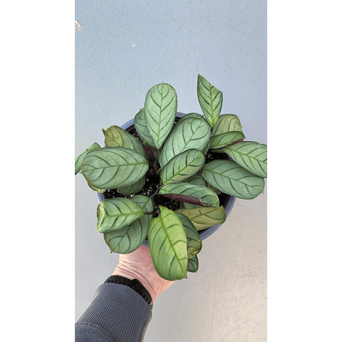 Calathea amagris