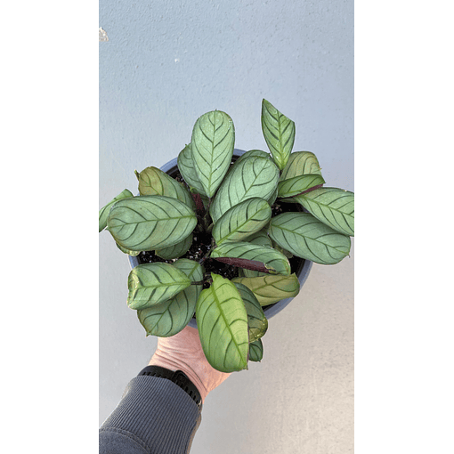 Calathea amagris