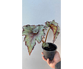 Begonia Caracol 1