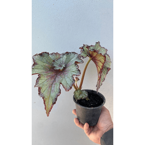Begonia Caracol 1