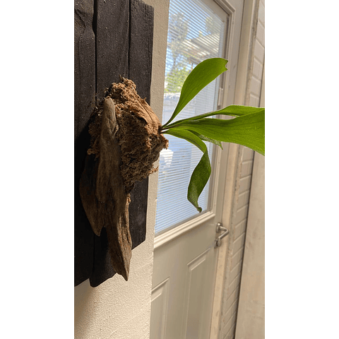 Composición botánica 1 - Platycerum bifurcatum