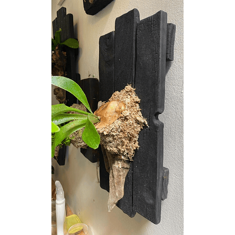 Composición botánica 1 - Platycerum bifurcatum